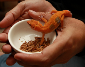 lizard